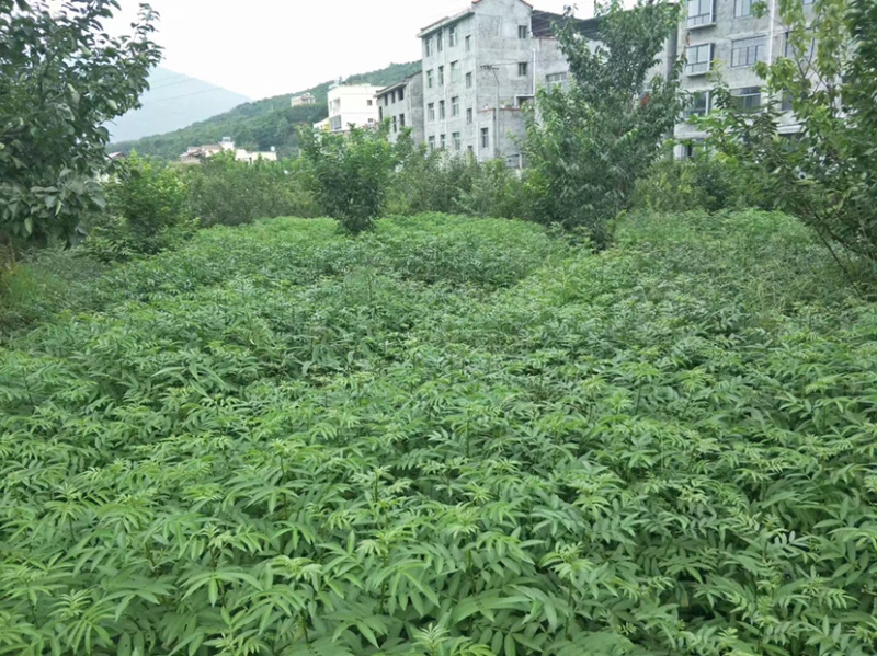 九叶青花椒苗抗病虫强寿命长，产量高。