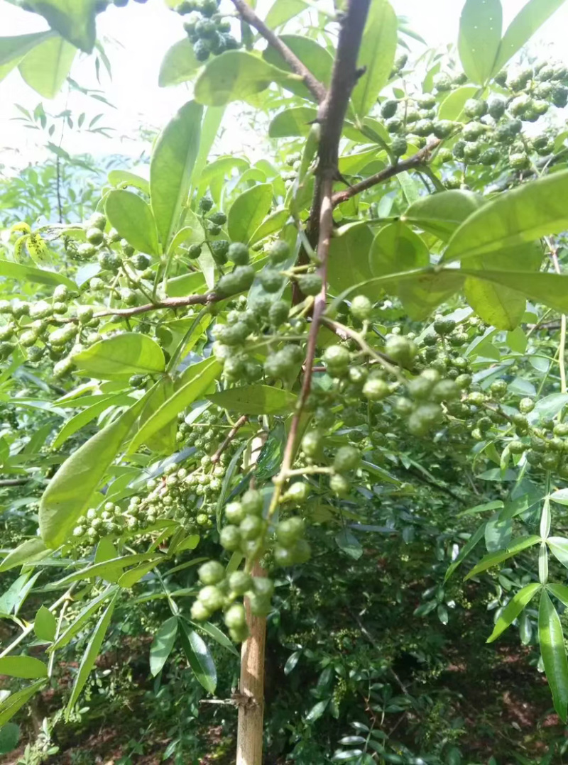 九叶青花椒苗抗病虫强寿命长，产量高。