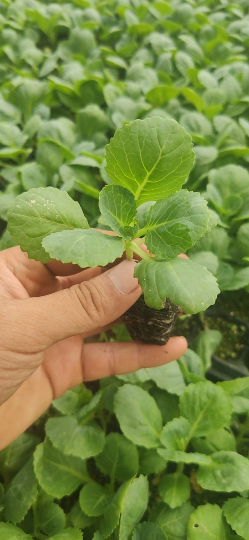 量大从优半松球甘蓝苗，大面积可联系回收，价格美丽，不包邮