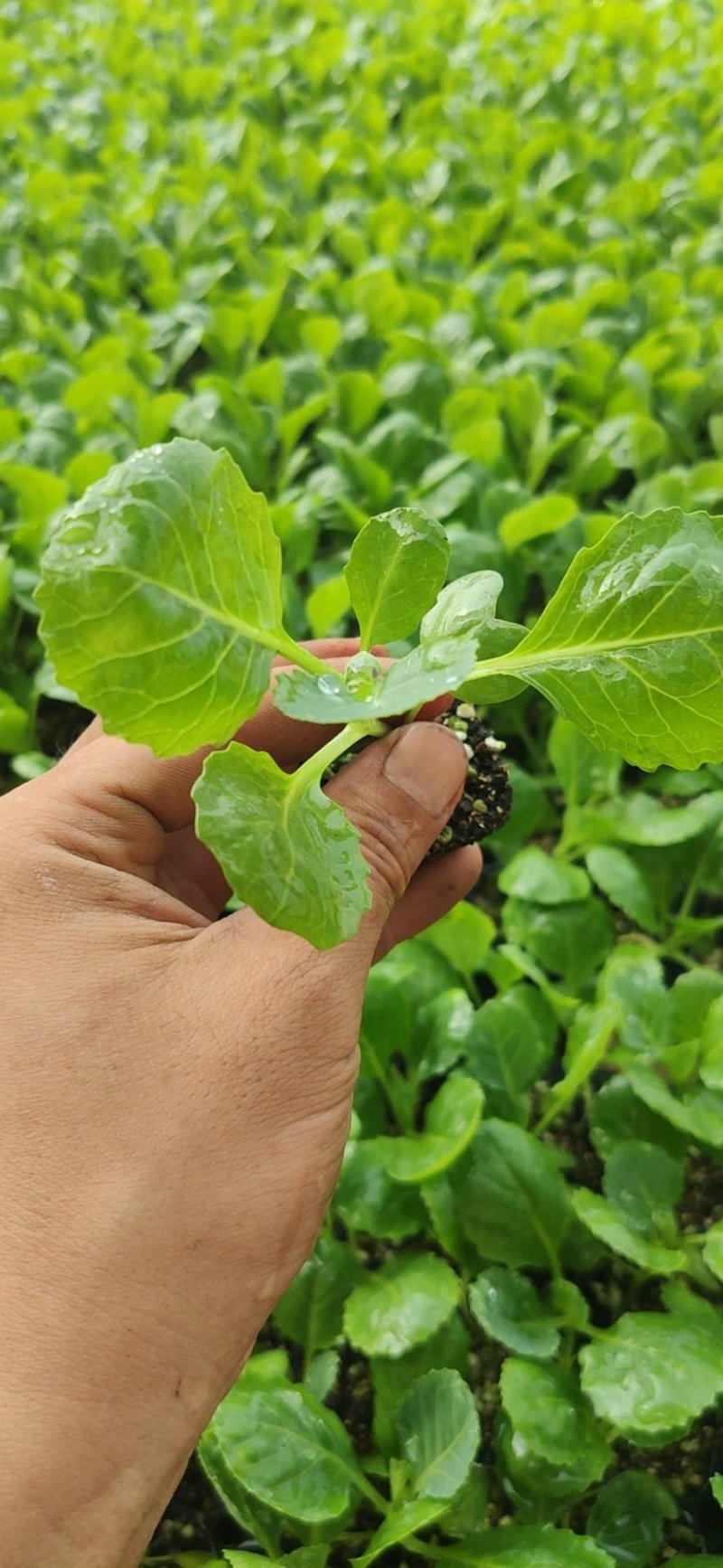 量大从优半松球甘蓝苗，大面积可联系回收，价格美丽，不包邮