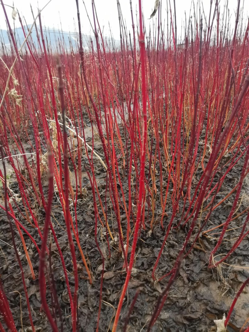 红瑞木，产地直销，保证品质，全国可邮寄。