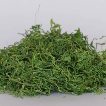绞股蓝，常年批发供应，药食同源绞股蓝