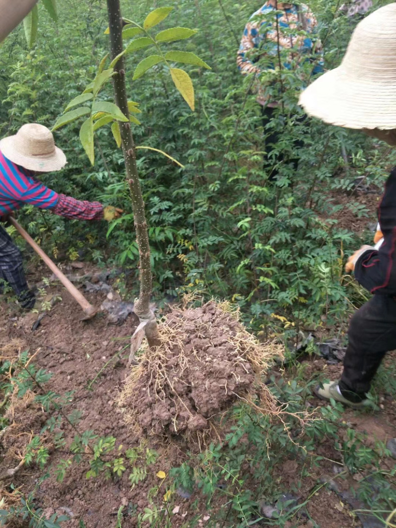 汉源花椒苗，嫁接无刺贡椒花椒苗。挂果快，抗病虫强。