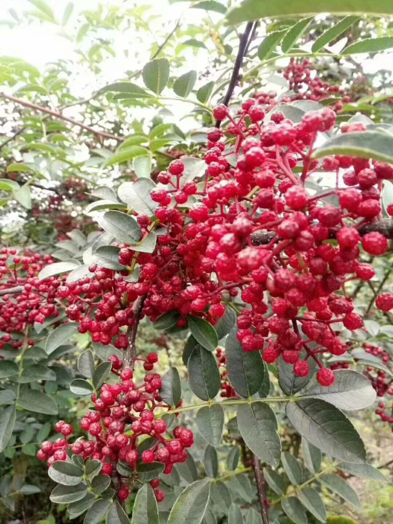 汉源花椒苗，嫁接无刺贡椒花椒苗。挂果快，抗病虫强。
