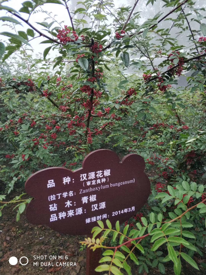 汉源花椒苗，嫁接无刺贡椒花椒苗。挂果快，抗病虫强。