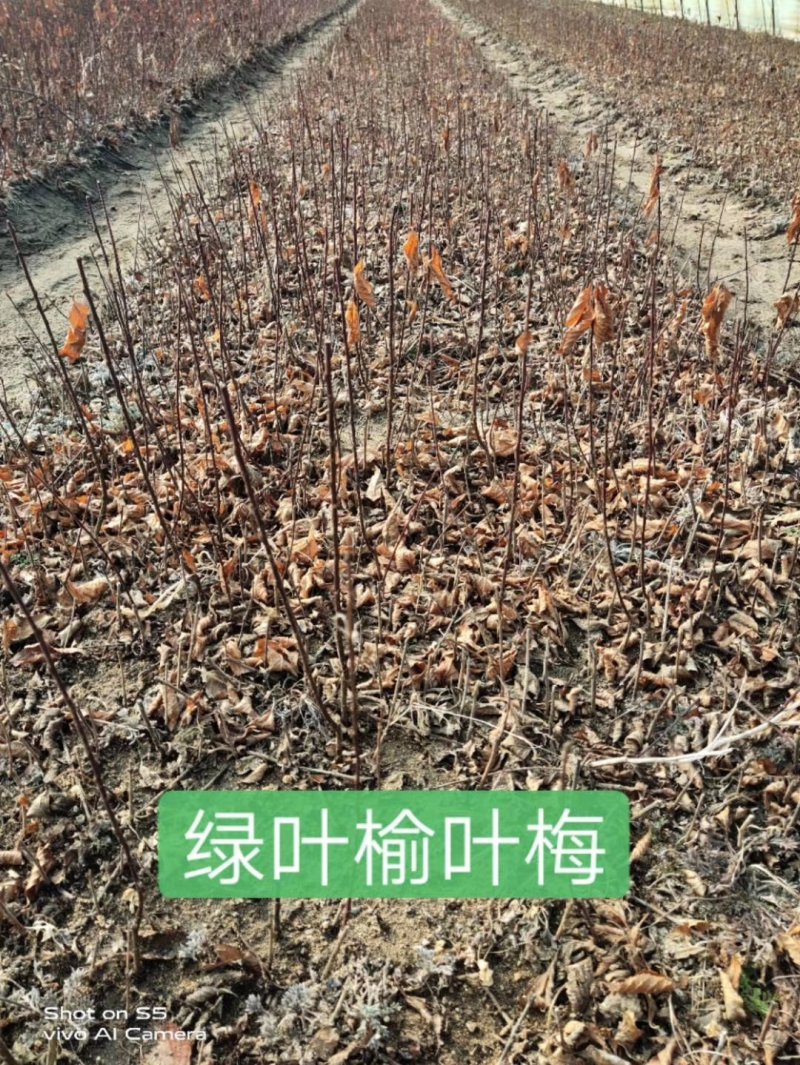 榆叶梅，红叶榆叶梅，绿叶榆叶梅，各种规格榆叶梅小苗。