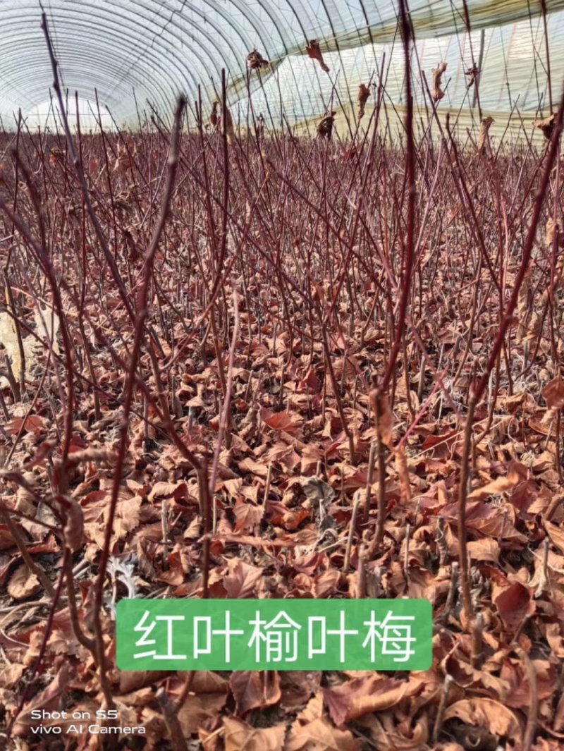 榆叶梅，红叶榆叶梅，绿叶榆叶梅，各种规格榆叶梅小苗。