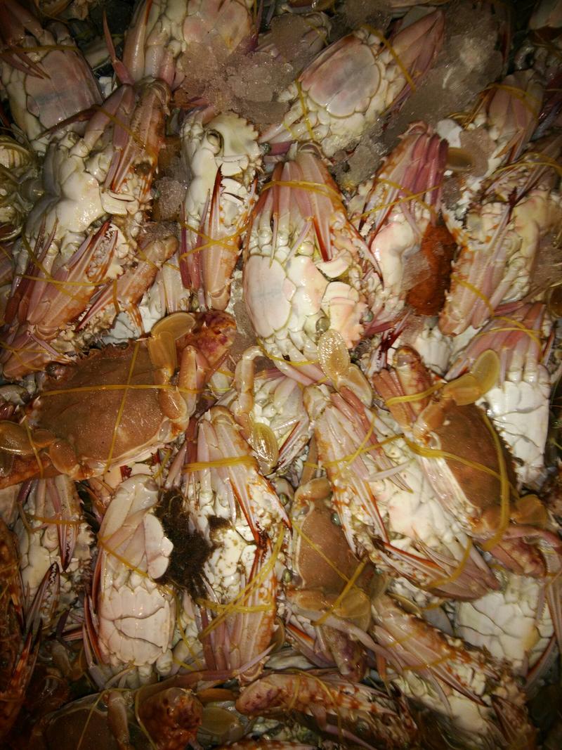 远海梭子蟹食用。