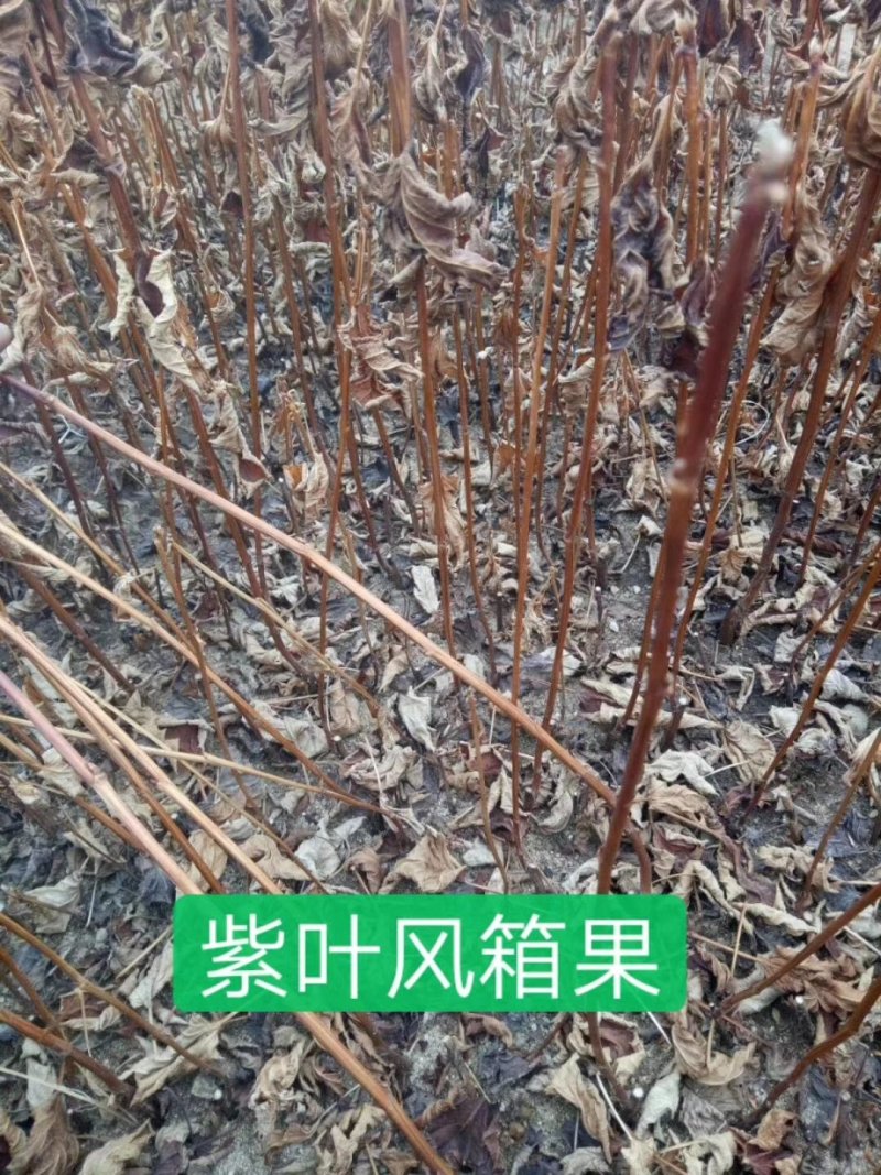 紫叶枫箱果，金叶枫箱果。产地直销，还有杯苗。