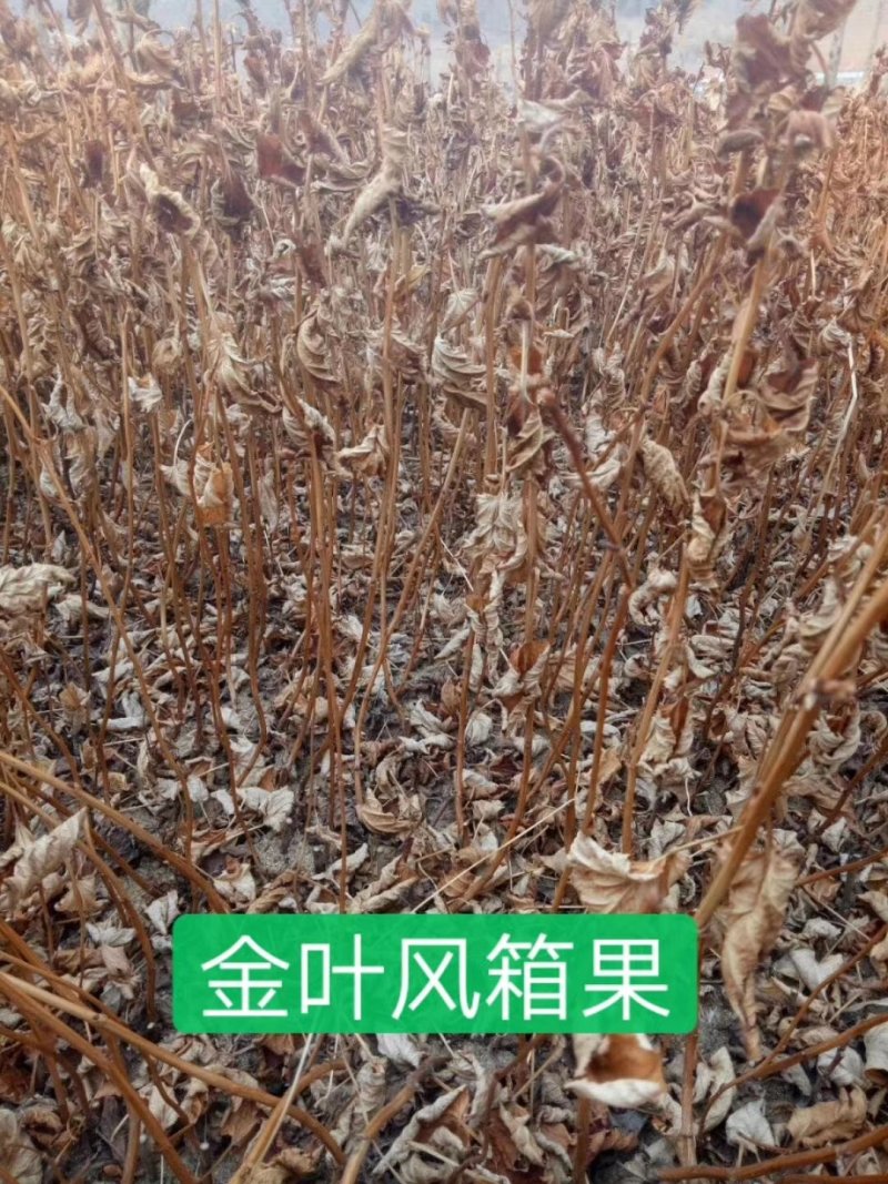 紫叶枫箱果，金叶枫箱果。产地直销，还有杯苗。