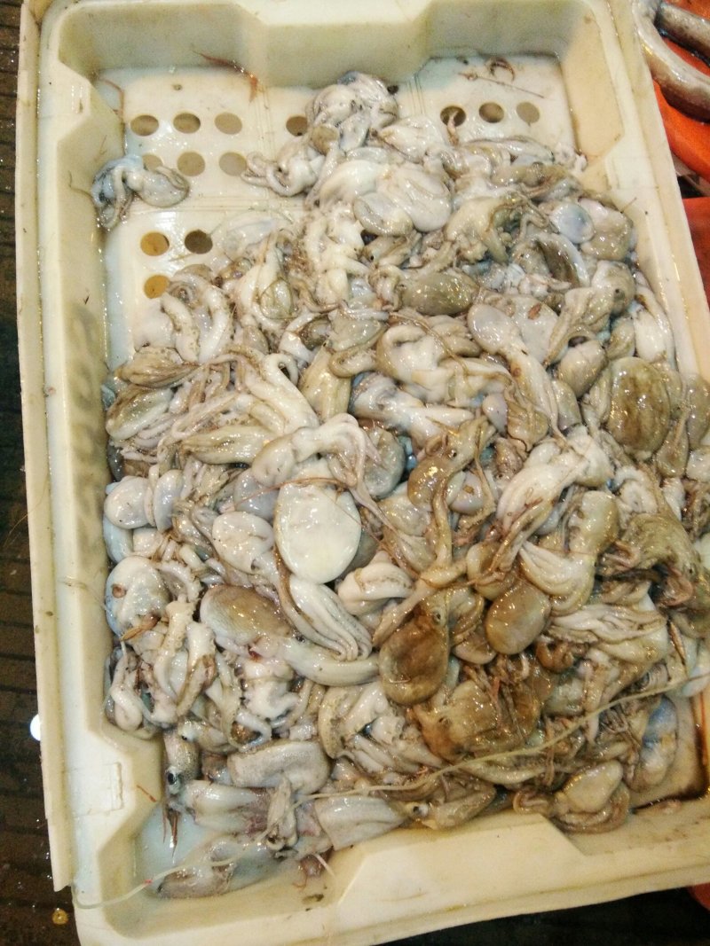八爪鱼
