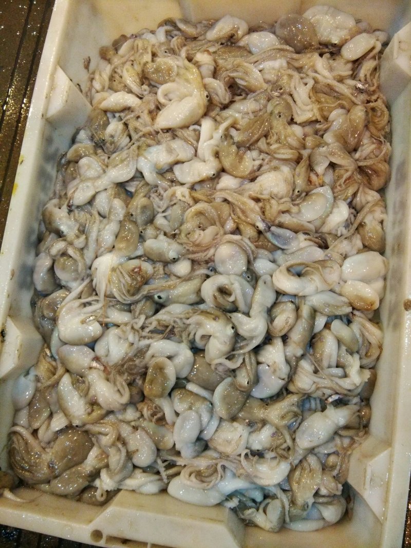 八爪鱼