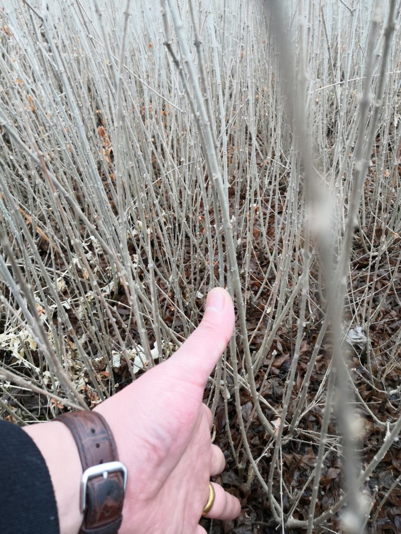 水蜡，各种规格水蜡，还有杯苗，产地直销，全国邮寄。