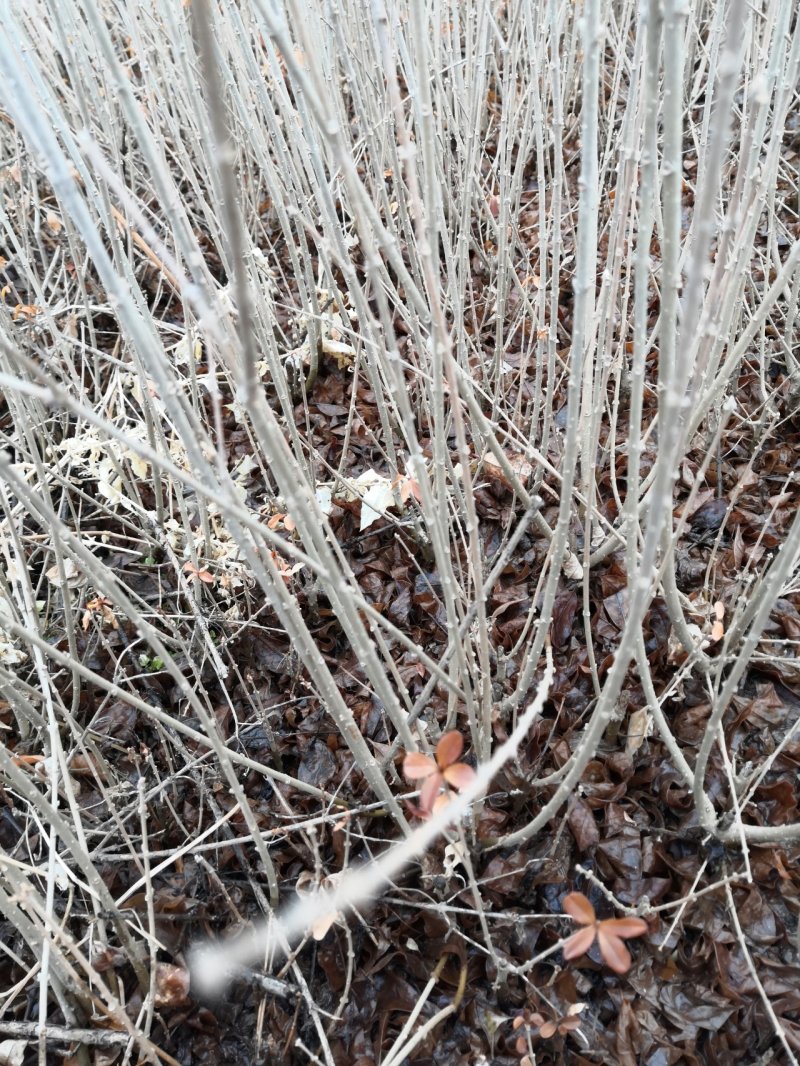水蜡，各种规格水蜡，还有杯苗，产地直销，全国邮寄。