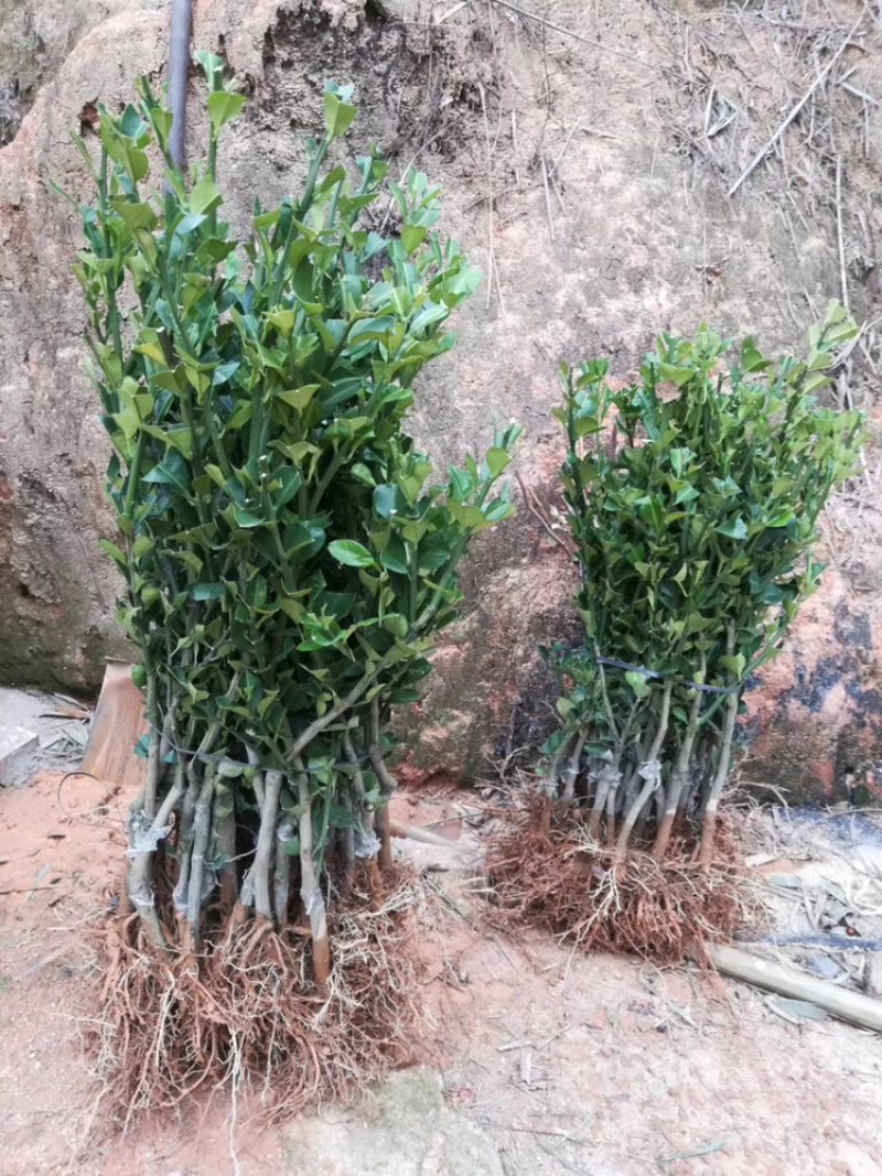 柑桔苗皇帝柑苗皇妃供柑种植第二年可挂果