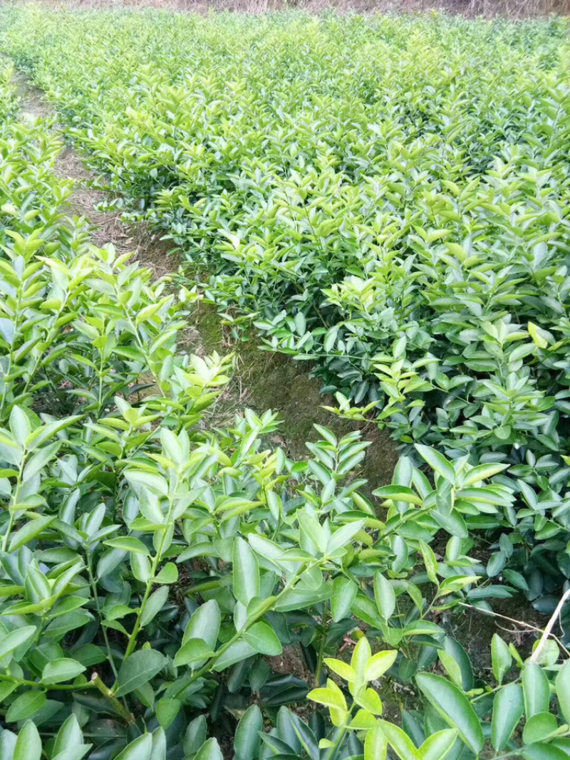 柑桔苗皇帝柑苗皇妃供柑种植第二年可挂果