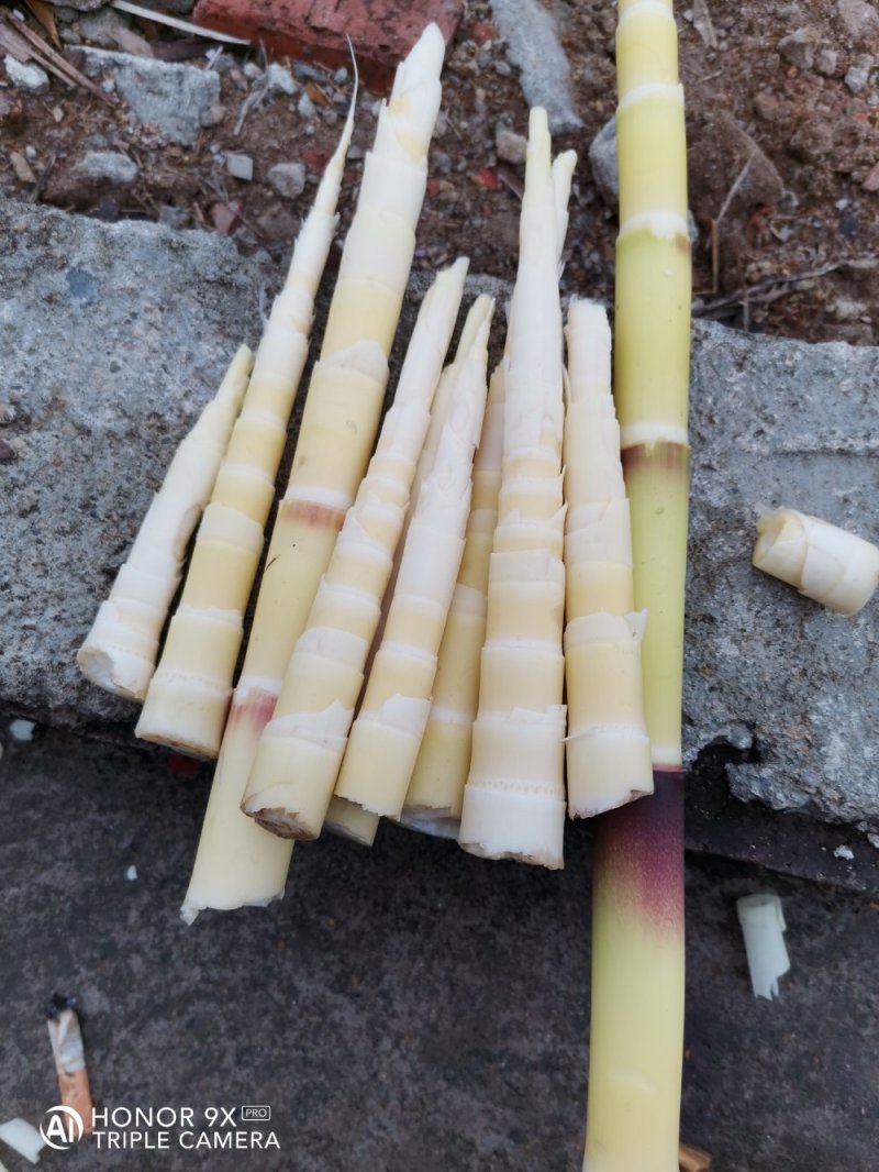 苦笋开始采摘大山出品，绿色食品！小小苦笋