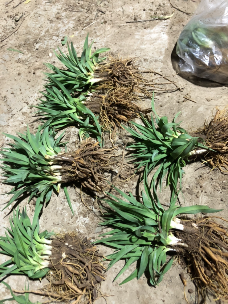 金娃娃萱草大花萱草保质保量代发全国支持现场选货