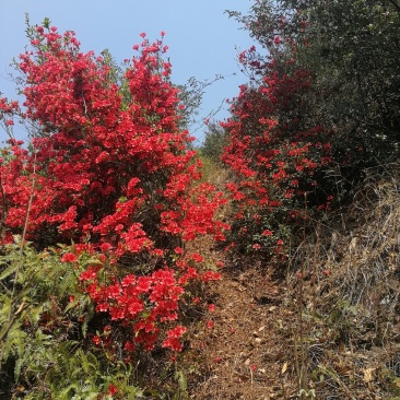 映山红下山桩老桩熟桩