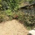 映山红下山桩老桩熟桩