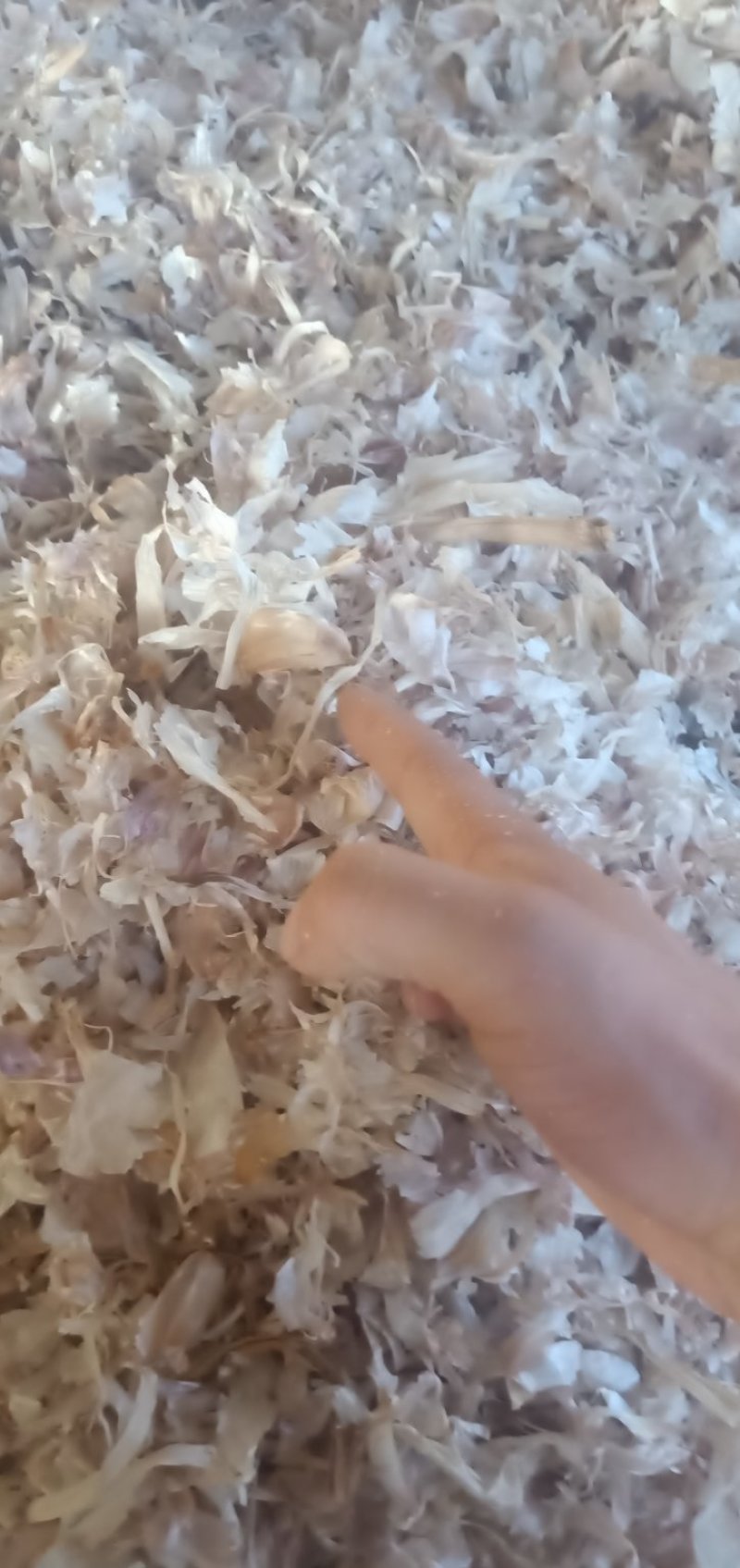 优质大蒜皮白色大蒜皮蒜皮压块适合牛羊养殖饲料内外蒜