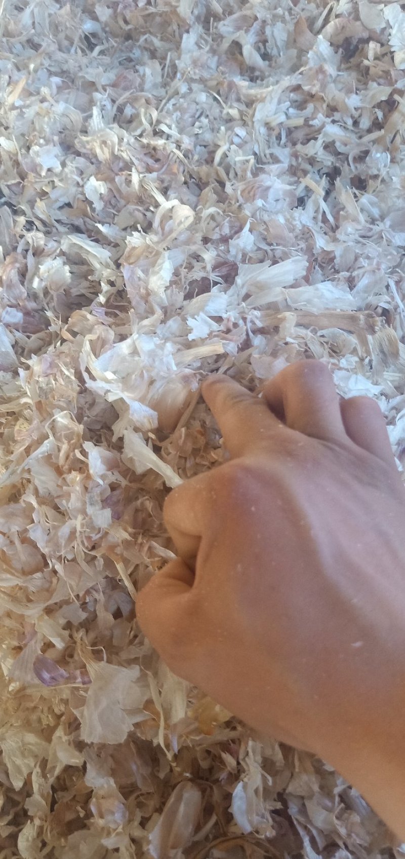 优质大蒜皮白色大蒜皮蒜皮压块适合牛羊养殖饲料内外蒜
