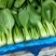 上海青精品（新货上市）上海青，安徽油菜，商超专供一手货源
