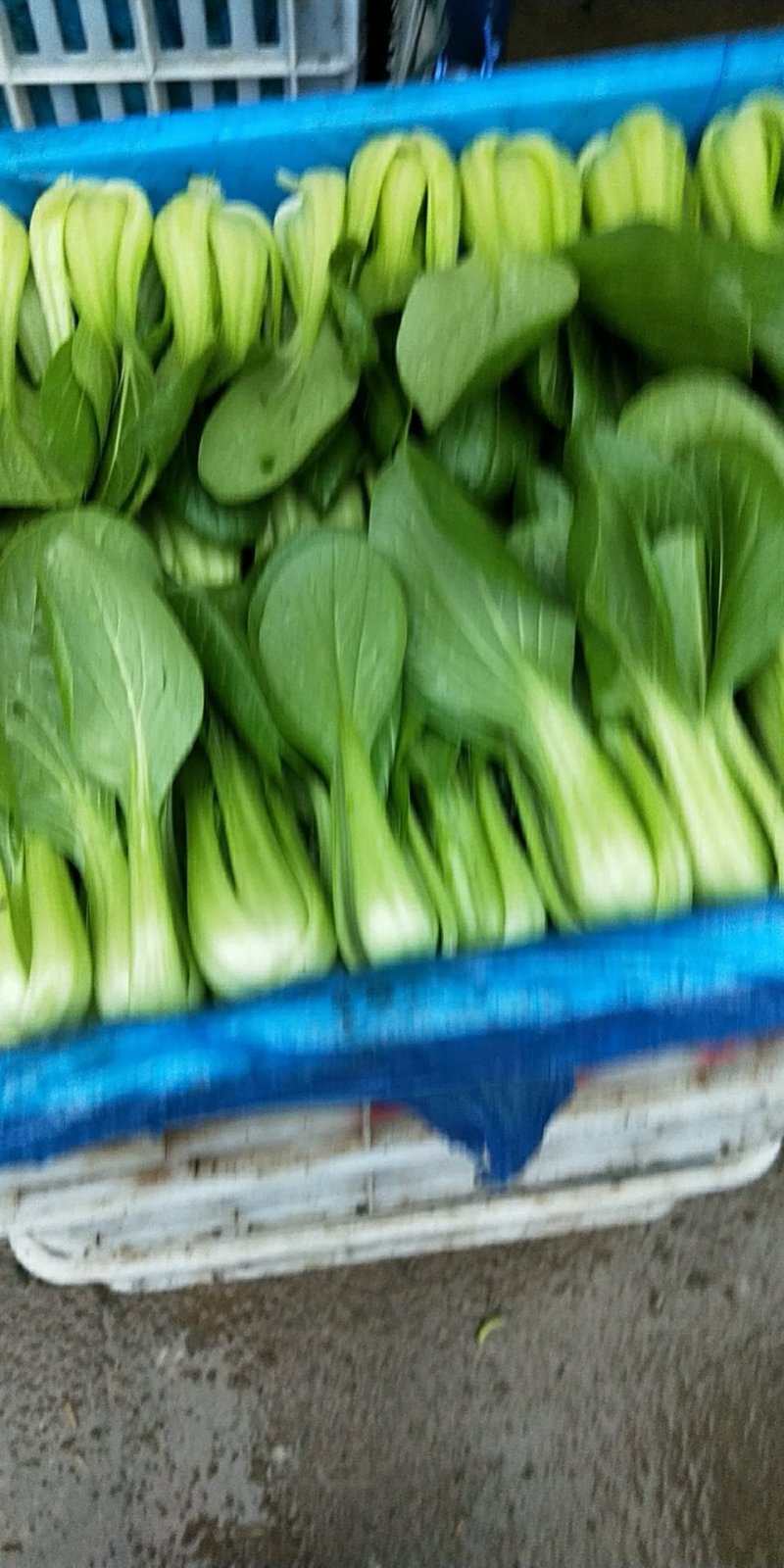 上海青精品（新货上市）上海青，安徽油菜，商超专供一手货源