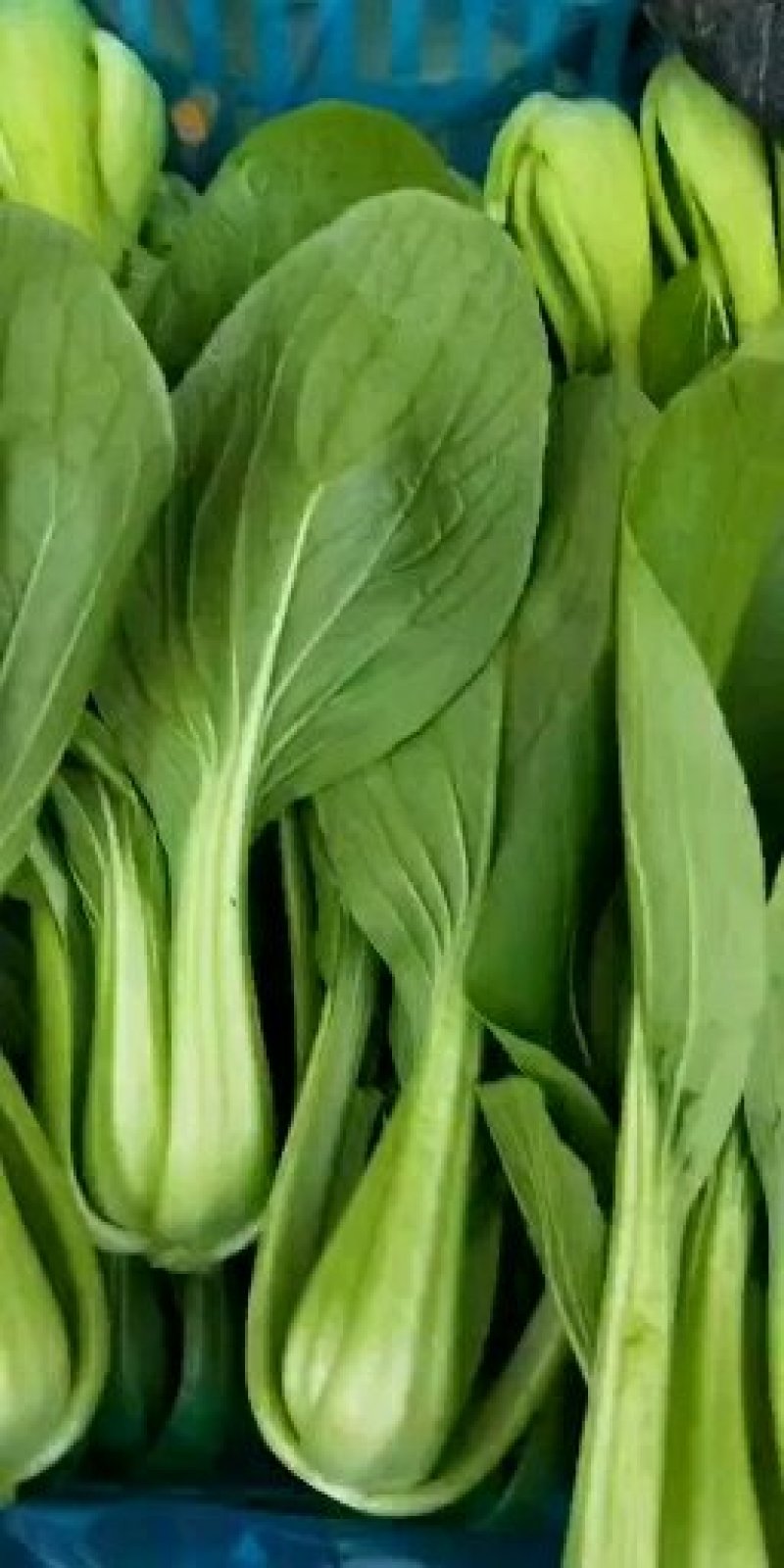 上海青精品（新货上市）上海青，安徽油菜，商超专供一手货源