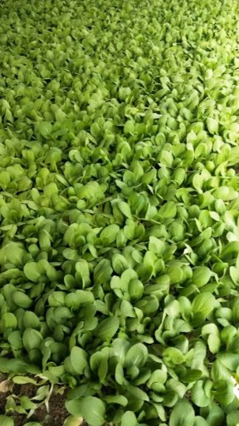 上海青精品（新货上市）上海青，安徽油菜，商超专供一手货源