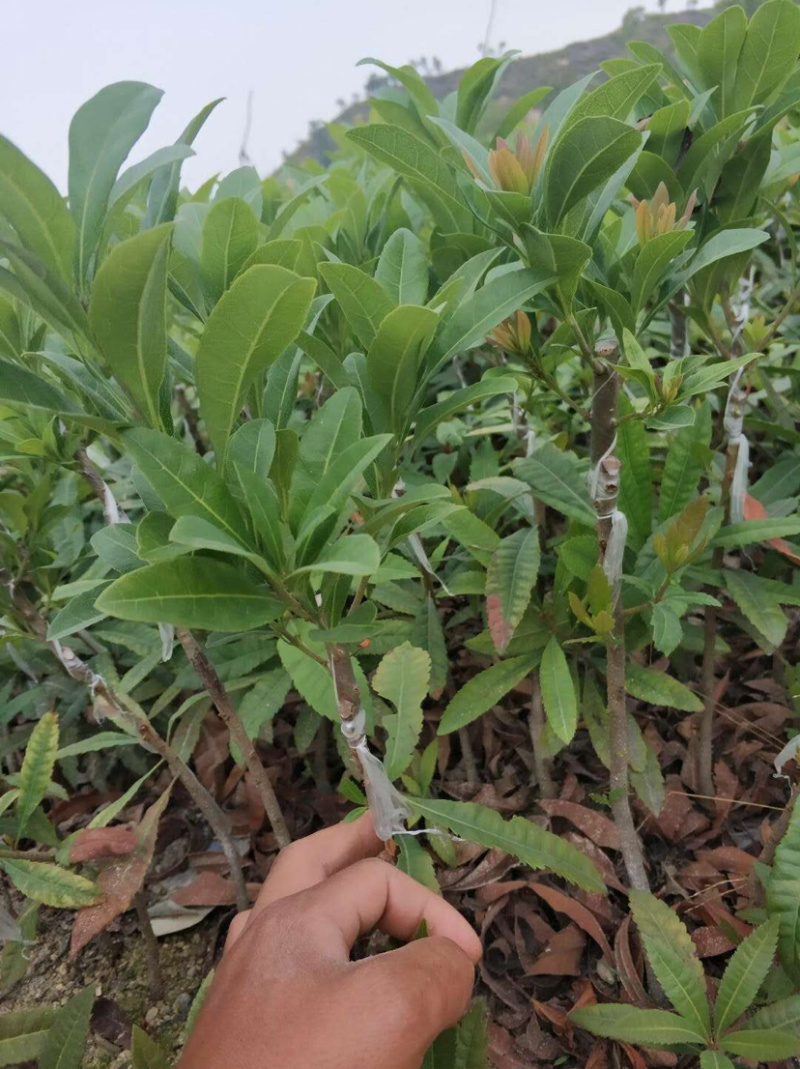 杨梅苗，东魁杨梅果苗，小杯杨梅苗，东魁杨梅嫁接苗