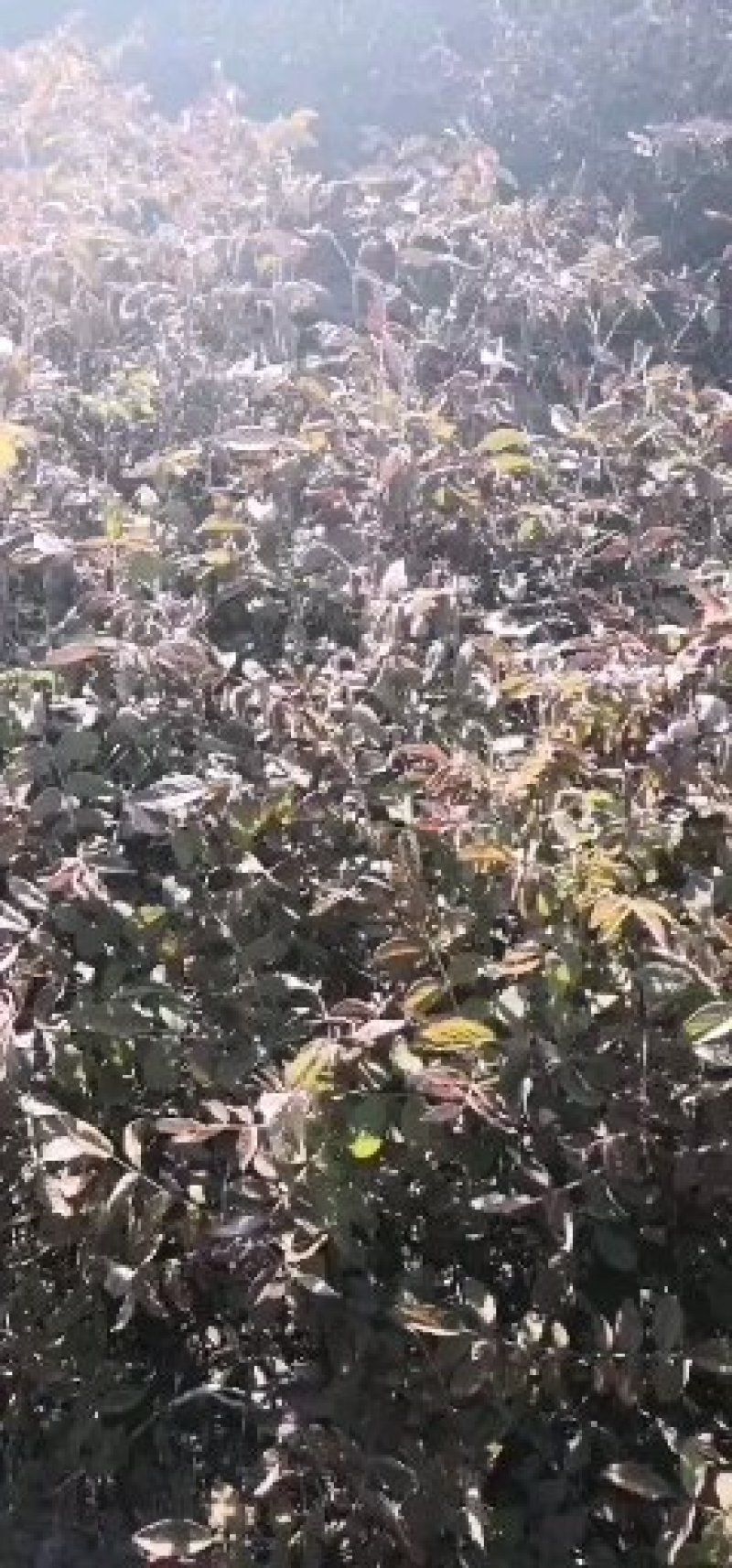 四季玫瑰，冷香玫瑰，产地直销，全国邮寄。