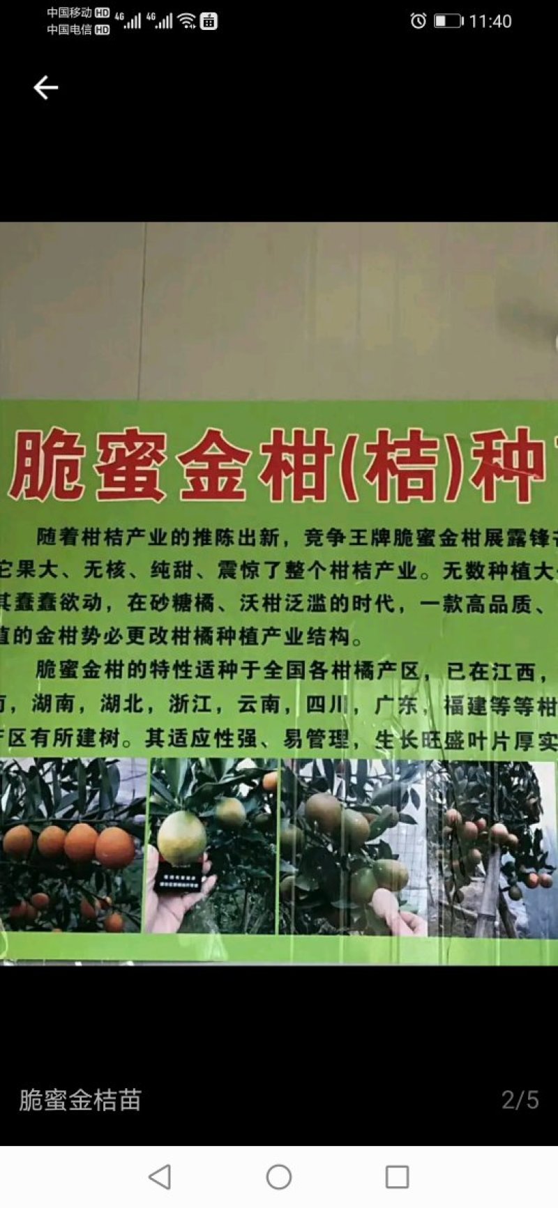 金桔苗，一级苗，果多叶绿，百分之八十带果