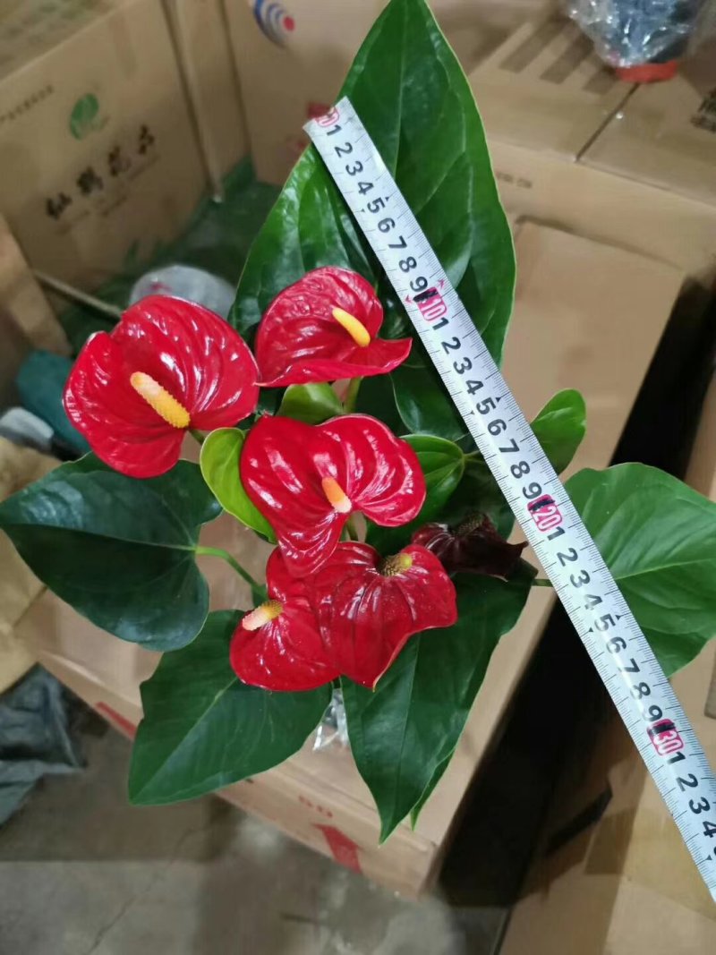 茶花精品香妃茶花盆栽160规格花苞多待开状赤丹五色赤丹