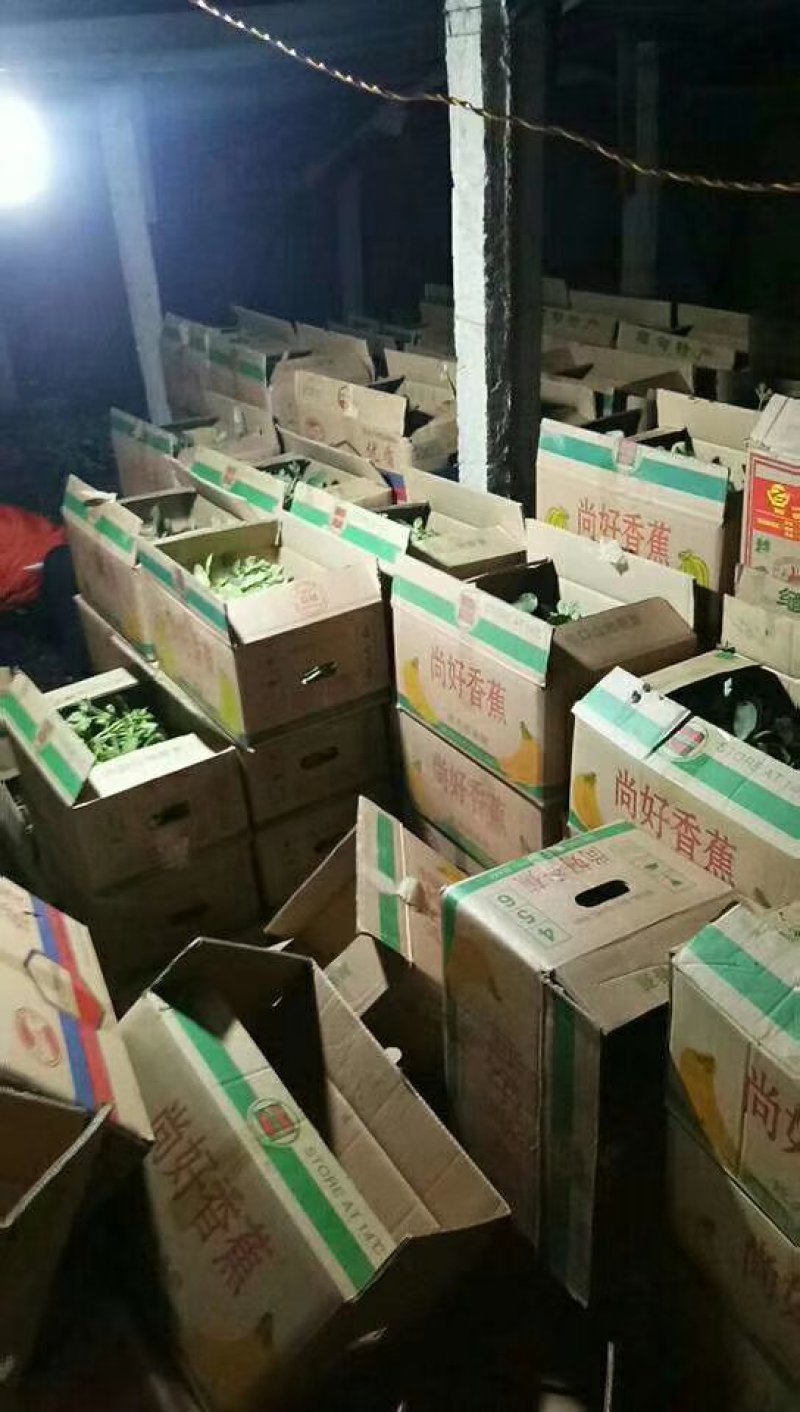 嫁接2k西瓜苗