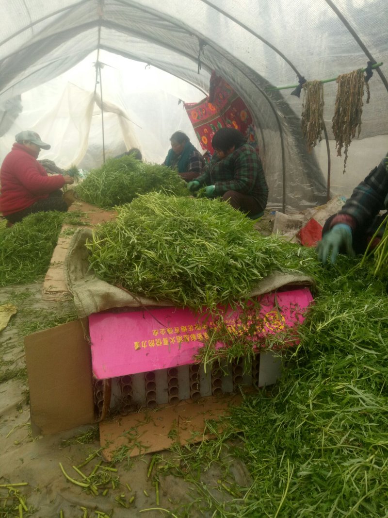 常年出售供应优质新鲜嫩芦蒿精品芦蒿黎蒿蒿