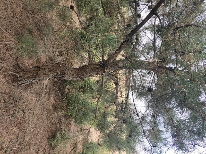 出售：各种工程苗，占地苗，需要的老板和我联系，
