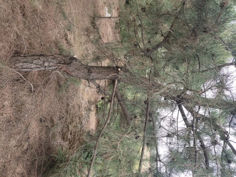 出售：各种工程苗，占地苗，需要的老板和我联系，