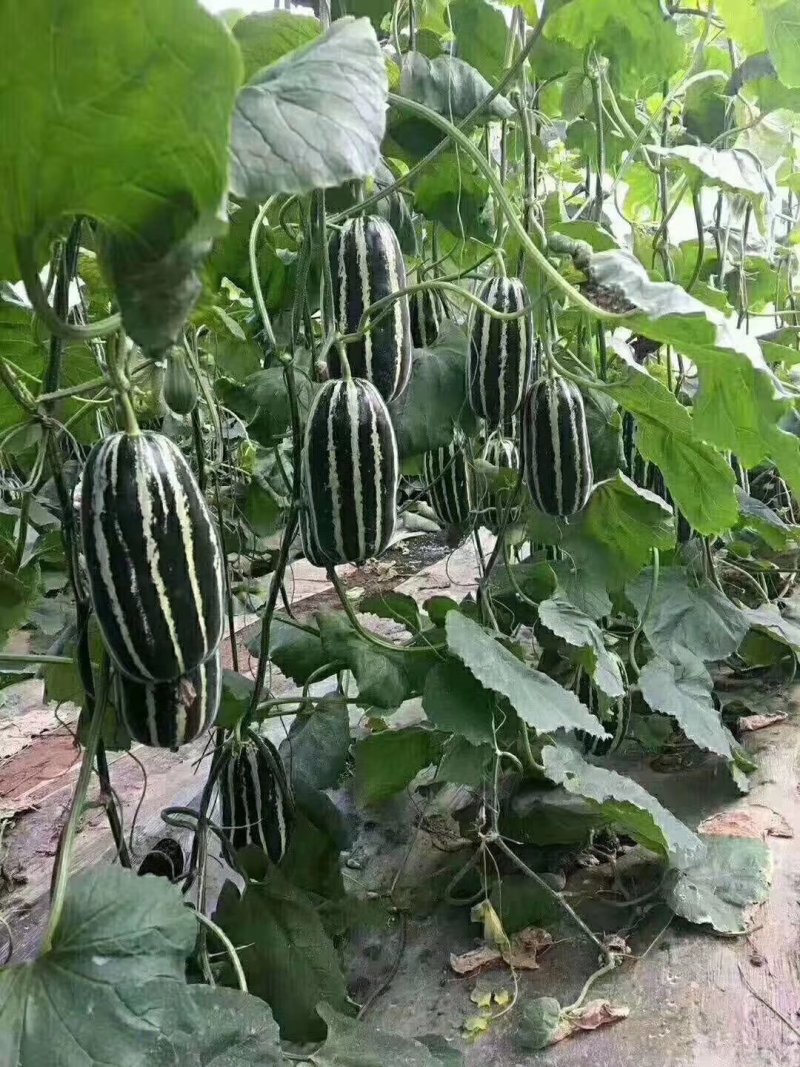 甜瓜苗绿宝羊角蜜博洋9号不嫁接甜瓜苗直播甜瓜苗