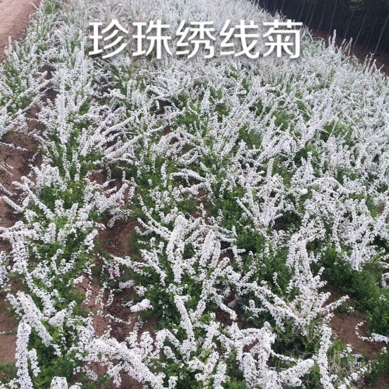 密枝红叶李红叶李营养杯苗东北彩色苗木绿篱苗