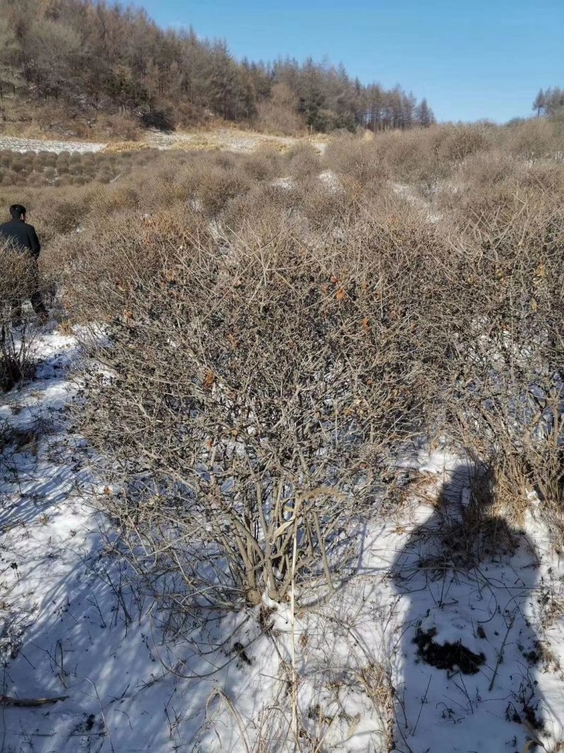 供应水蜡球东北水腊造型球小叶女贞树苗实地看苗