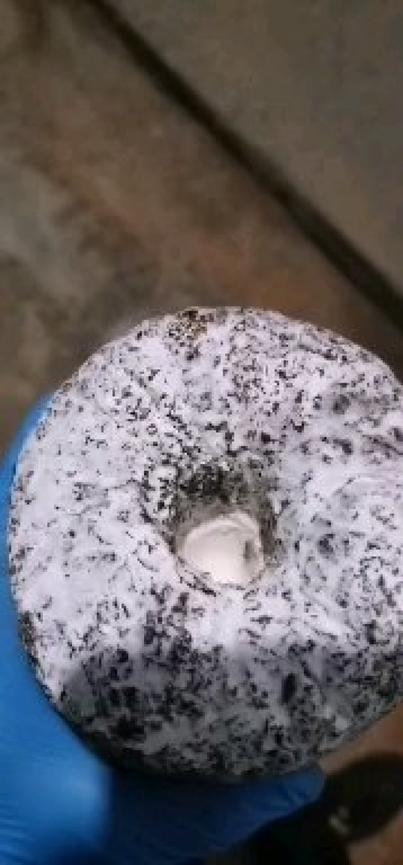 大量供应优质黑皮鸡枞菌包