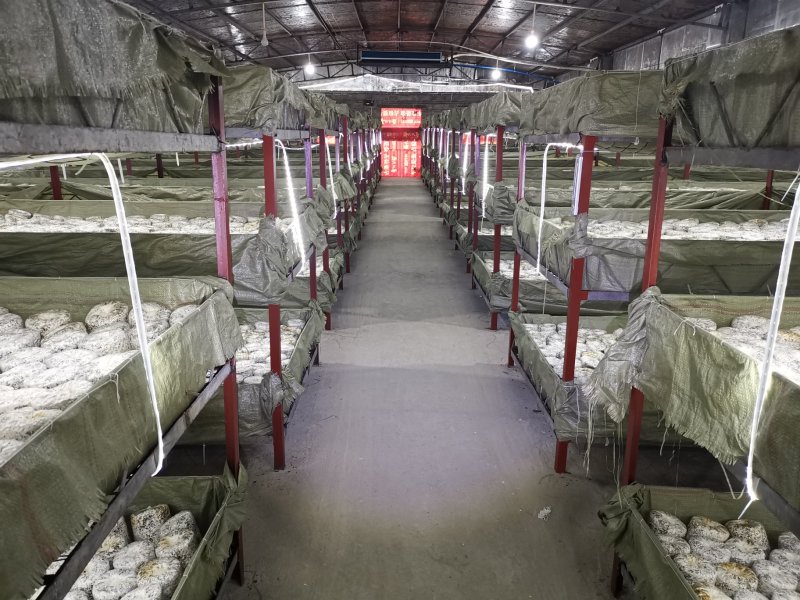 大量供应优质黑皮鸡枞菌包