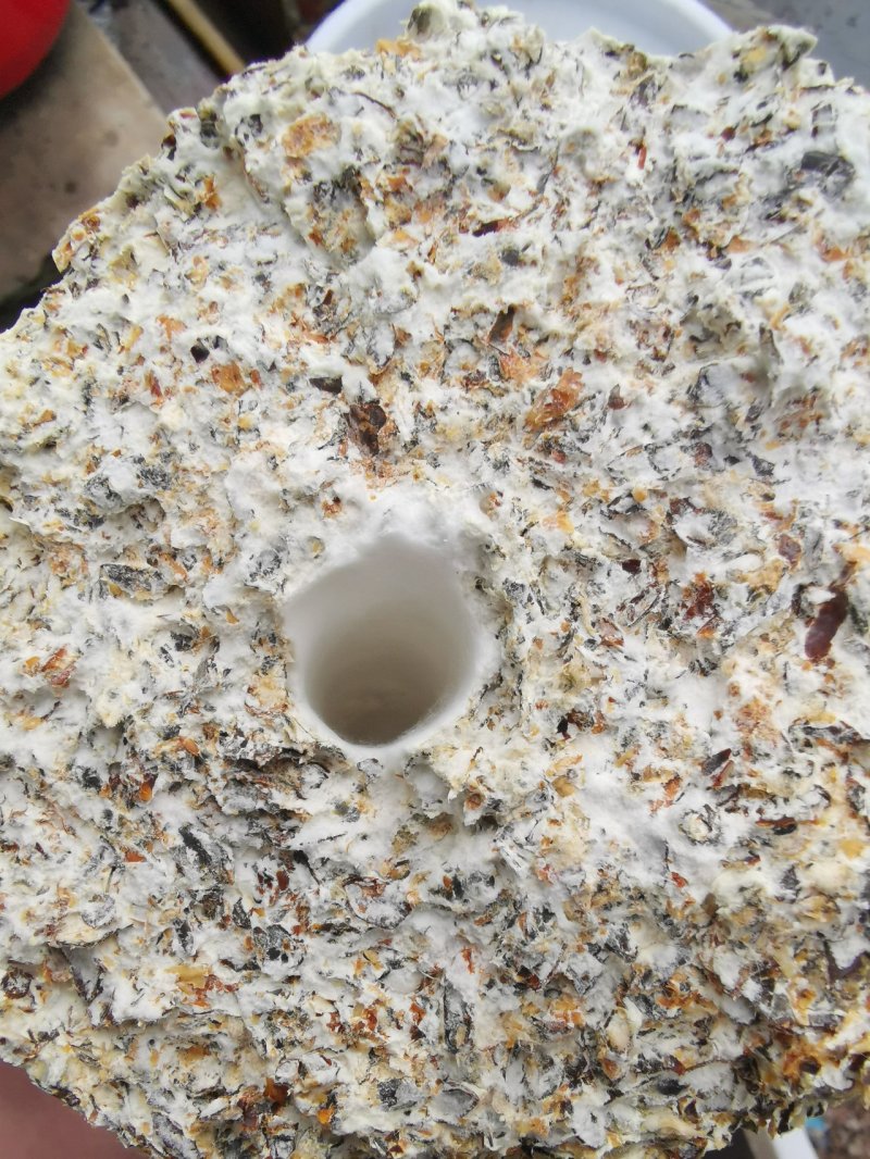 大量供应优质黑皮鸡枞菌包
