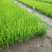 现苗紫叶小檗红叶小檗树苗彩色模纹花境树种实地看苗