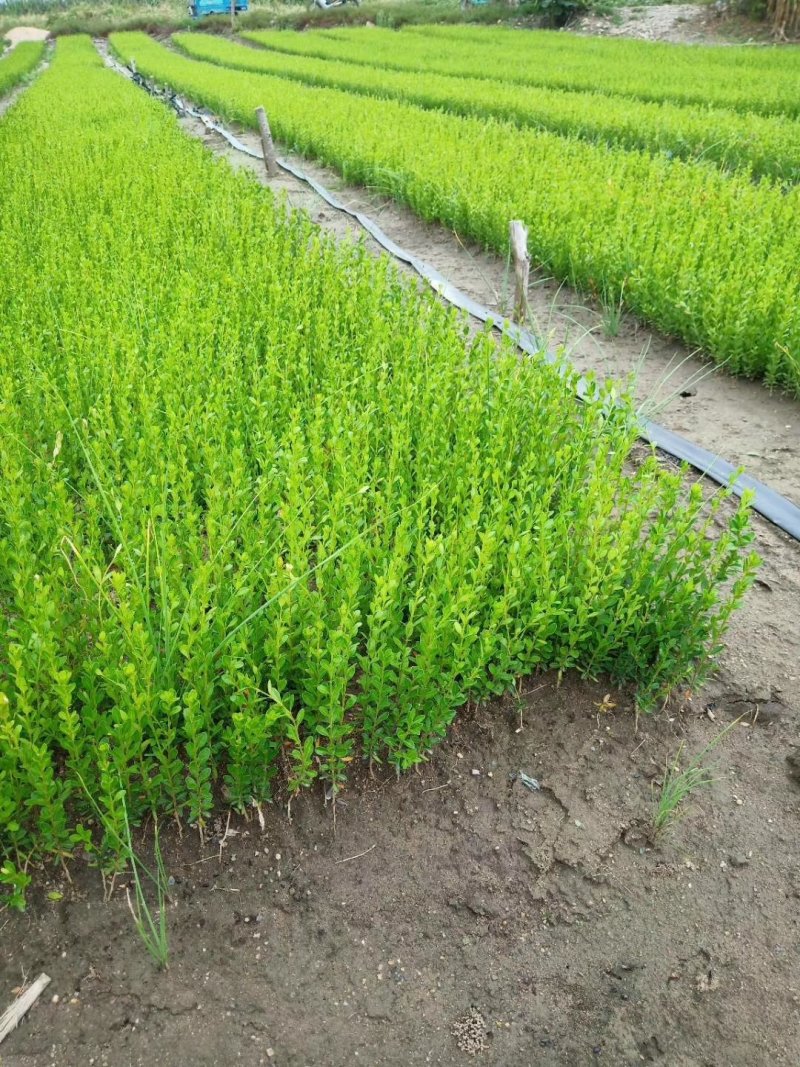 现苗紫叶小檗红叶小檗树苗彩色模纹花境树种实地看苗