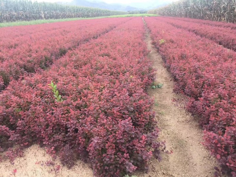 现苗紫叶小檗红叶小檗树苗彩色模纹花境树种实地看苗