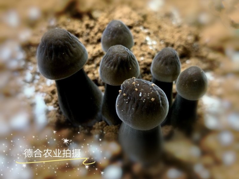 大量供应优质黑皮鸡枞菌包