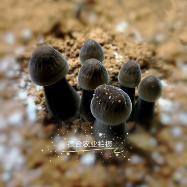 大量供应优质黑皮鸡枞菌包