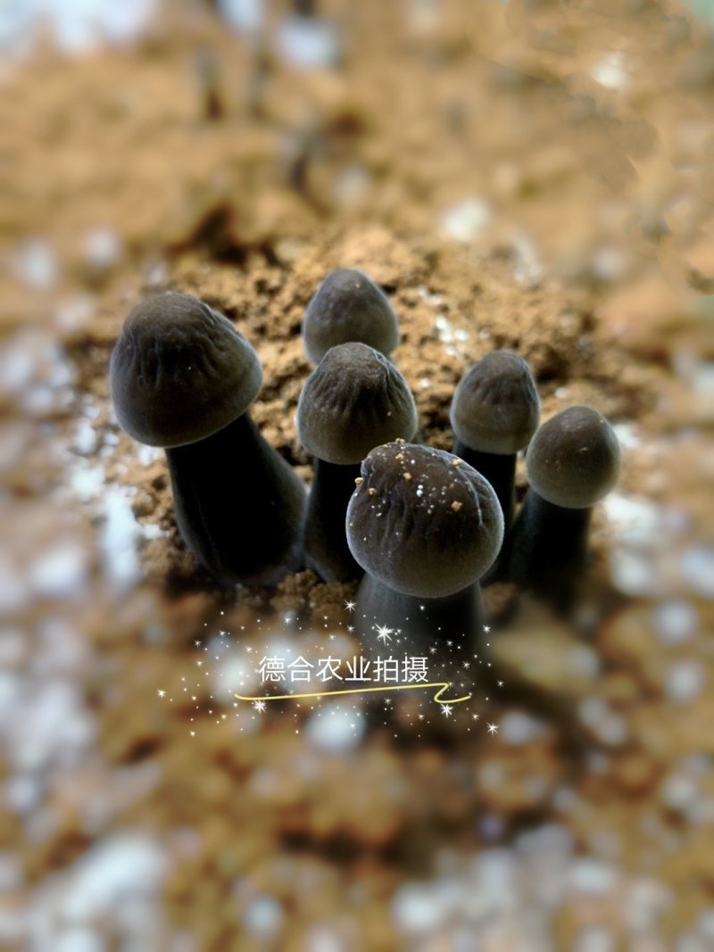 大量供应优质黑皮鸡枞菌包
